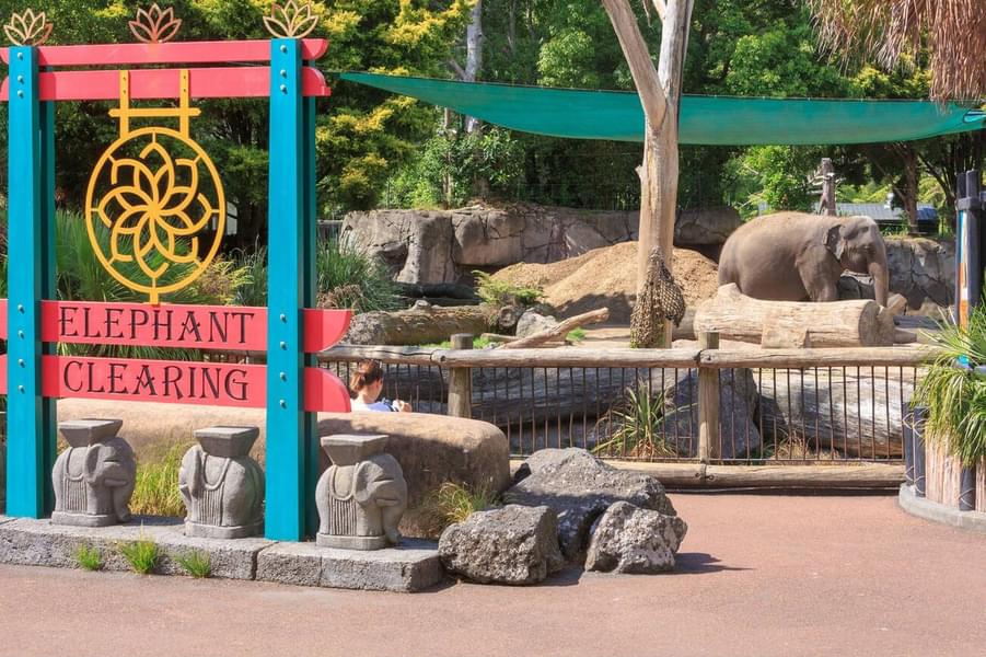 Auckland Zoo Tickets Image