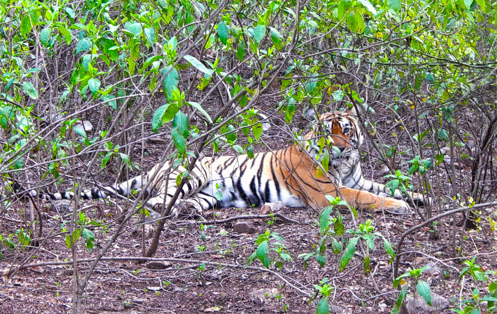 Sariska Wildlife Santuary