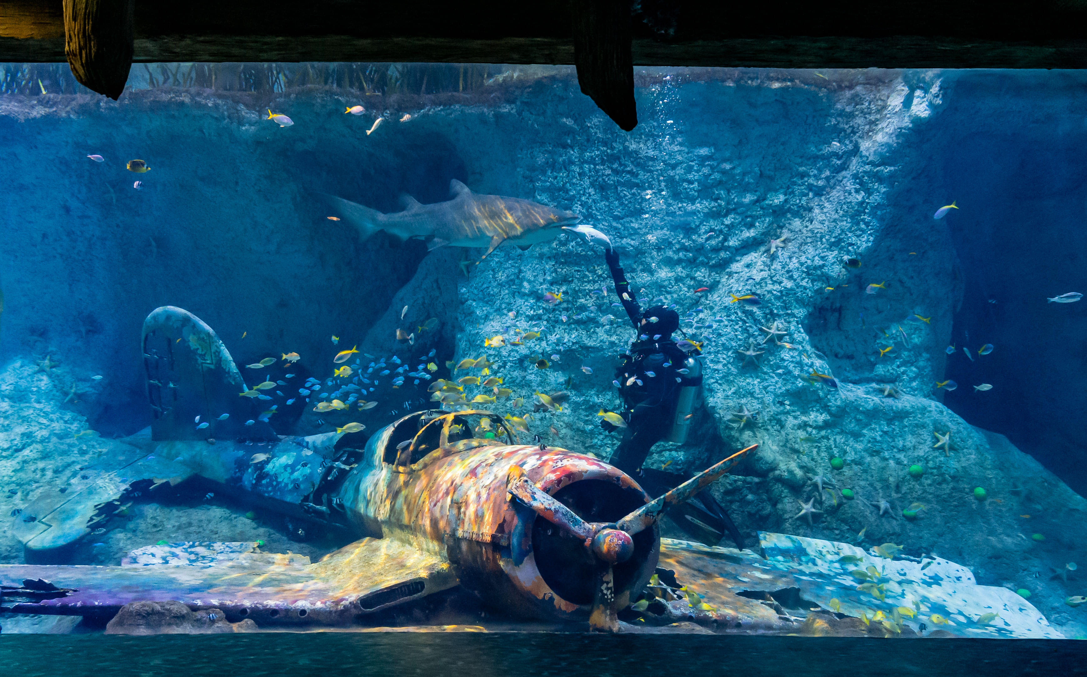 Океанариум абу даби билеты. National Aquarium Абу Даби. Абу Даби аквариум. Sea World Абу Даби. Аквариум в Абу Даби самый большой.