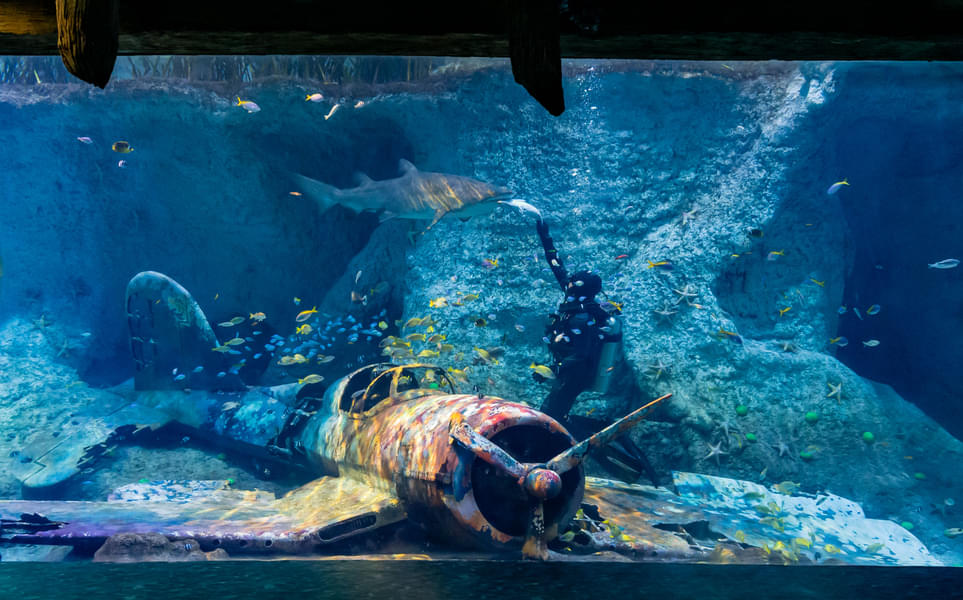 Take a chance to see sharks in UAE as you explore the 10 themed zones of National Aquarium Abu Dhabi
