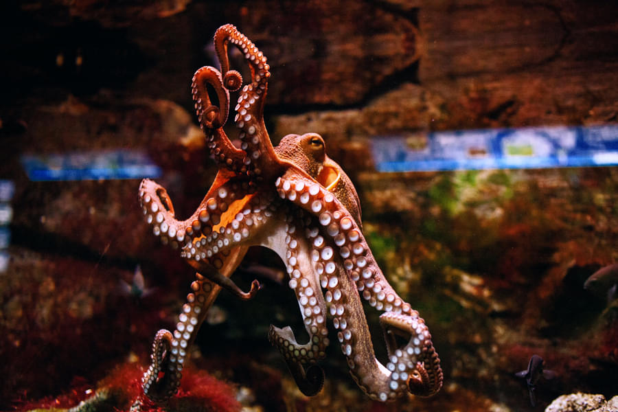 Meet the giant pacific octopus this particular species of octopus is an expert at camouflage
