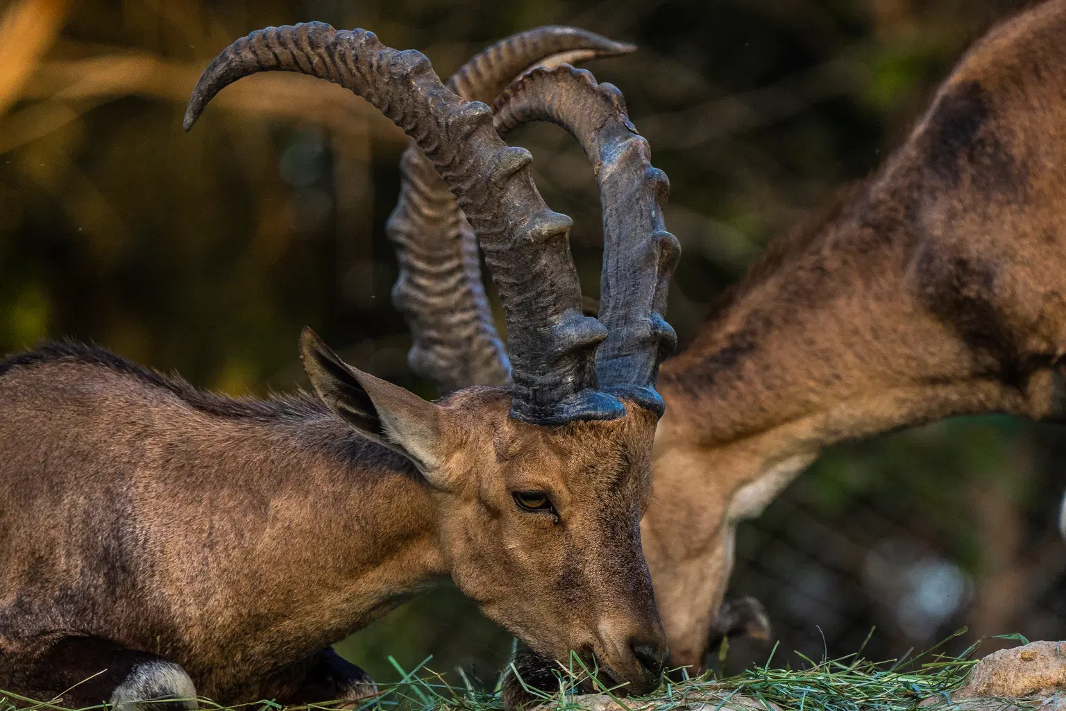 Animals at Al Ain zoo
