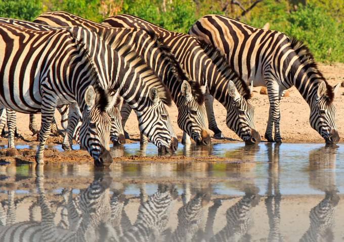 Hwange National Park, Zimbabwe.jpg