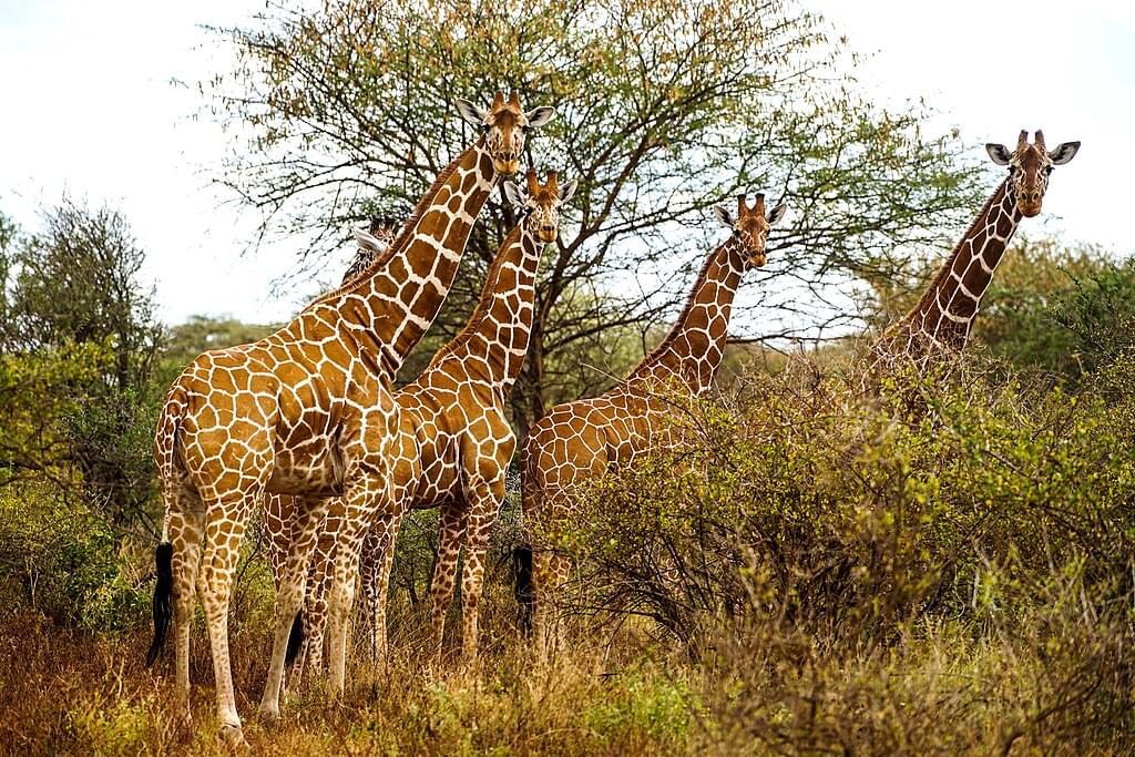 Meru National Park Overview