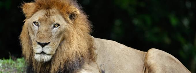 African Lion in SIngapore Zoo