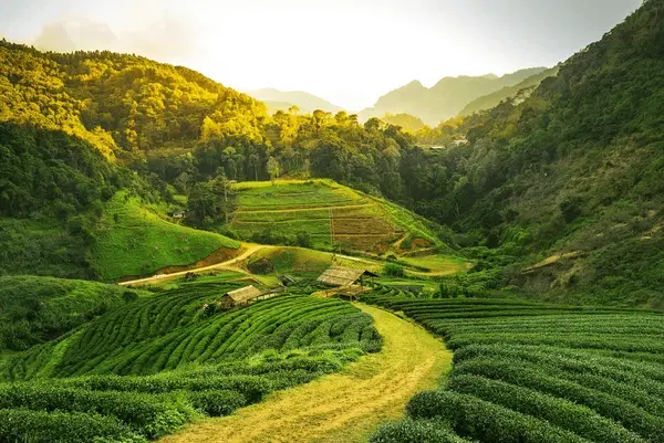 Explore the Tea Gardens