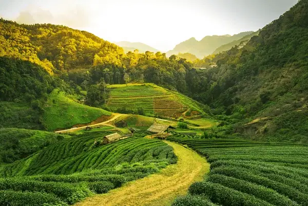 Explore the Tea Gardens