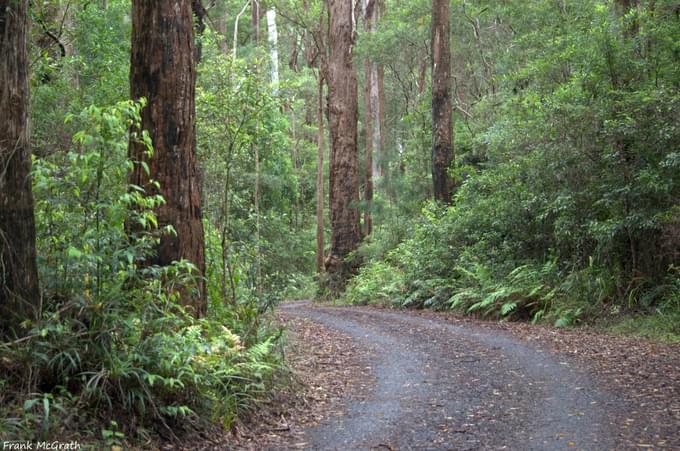 Springbrook National Park Walks