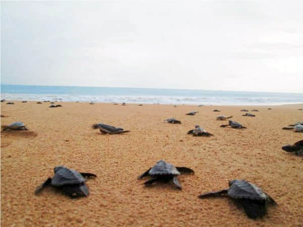 Turtle Hatchery