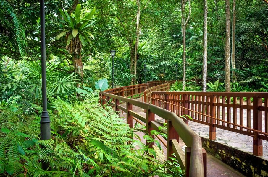 Visit Bukit Timah Nature Reserve
