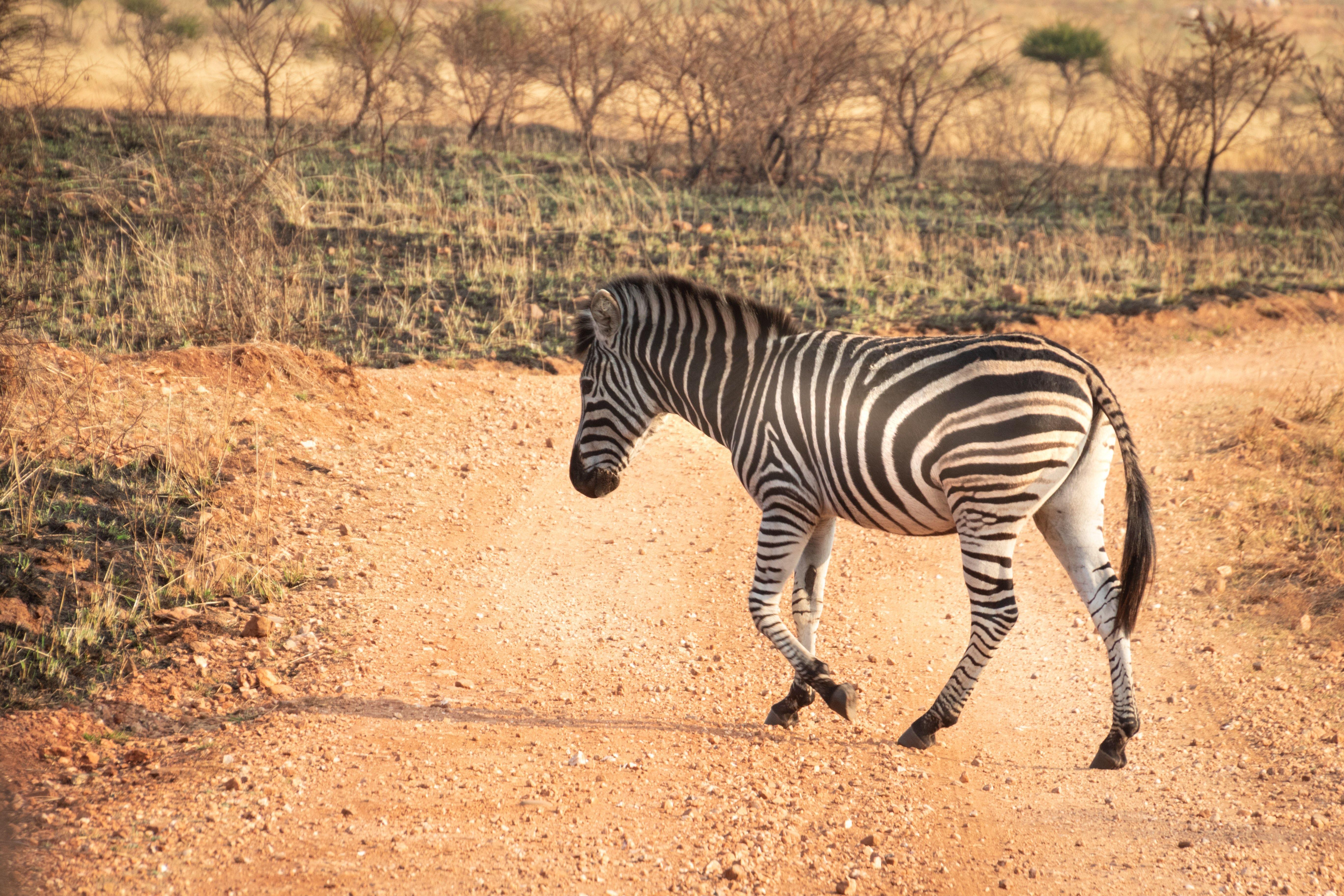 zebra