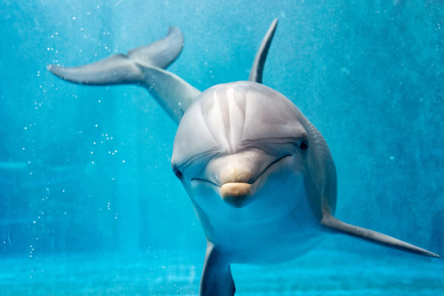 Orlando Dolphin Boat Tour Image