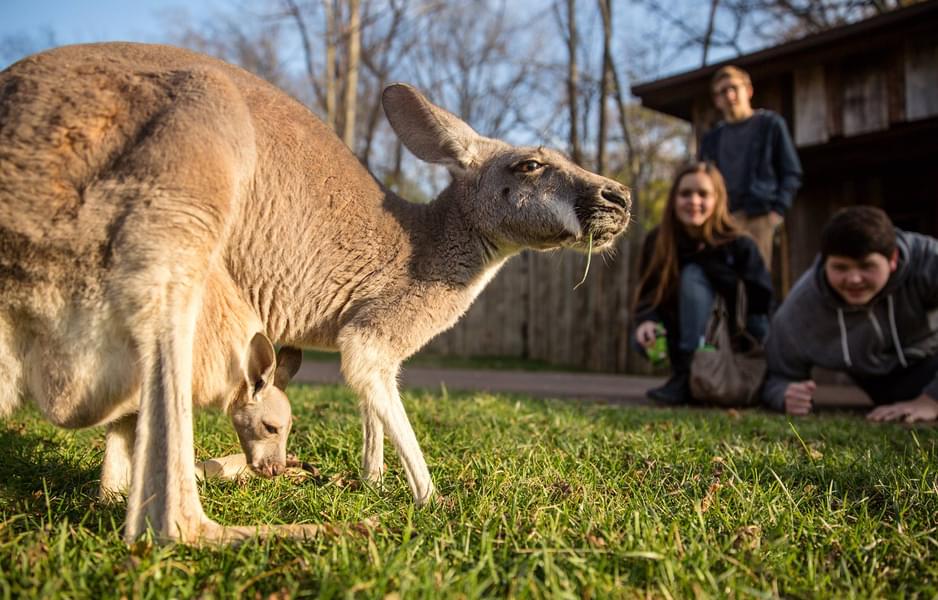 Pet the beautiful kangaroos in the Zoo