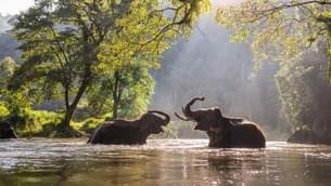 Visit Elephant Jungle Sanctuary in Phuket with your loved ones