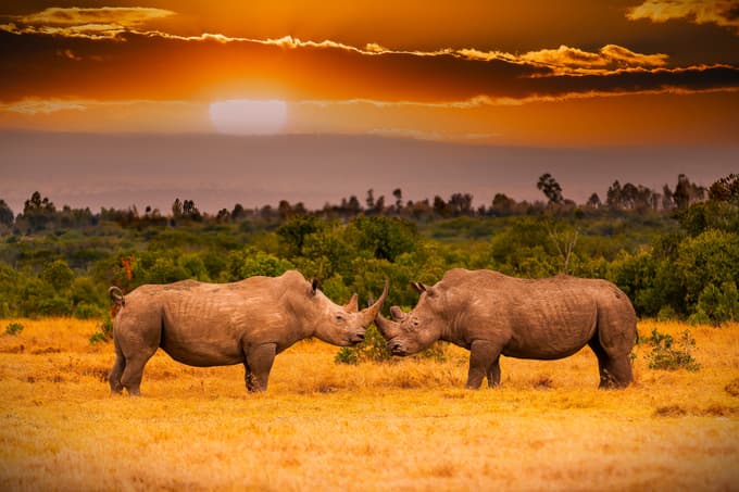 Rhinos at Ol Pejeta Conservancy