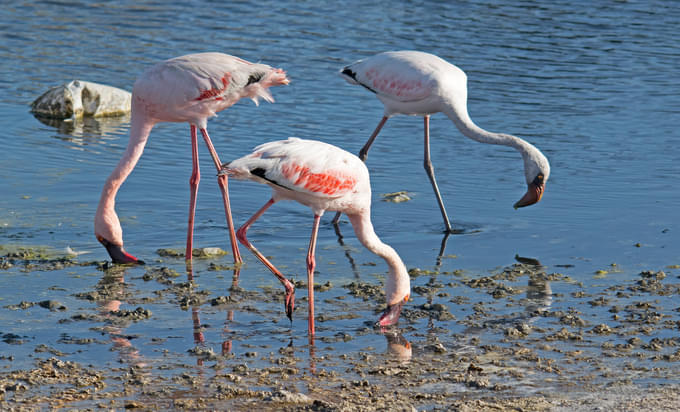 The Lesser Flamingo