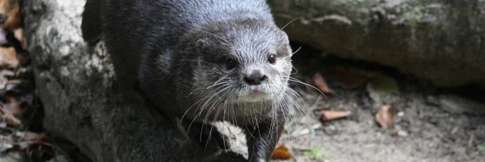 Otters enclosure