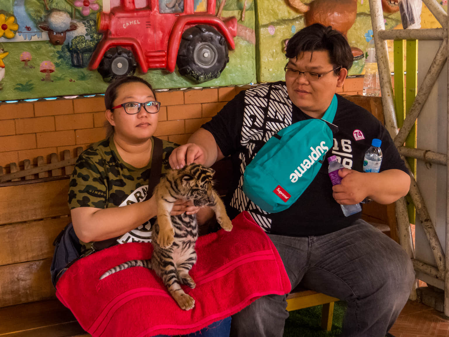 Play with Tiger Cubs