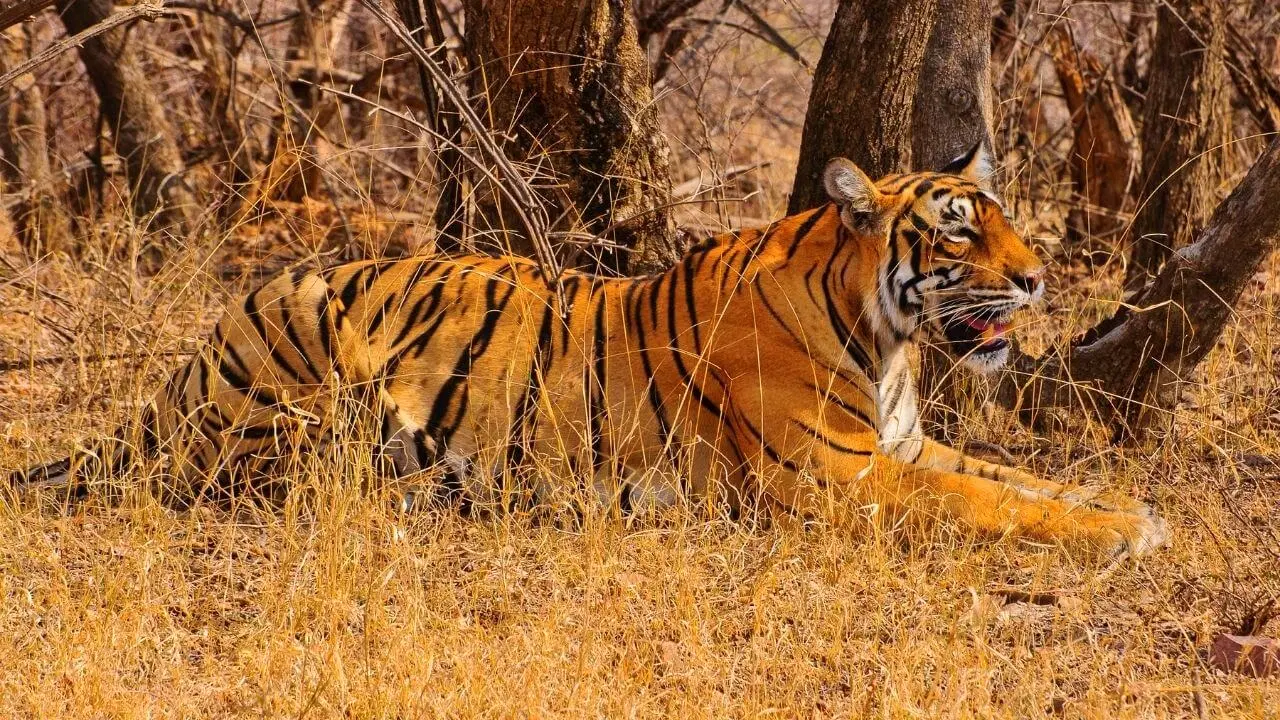 Sariska Tiger Reserve