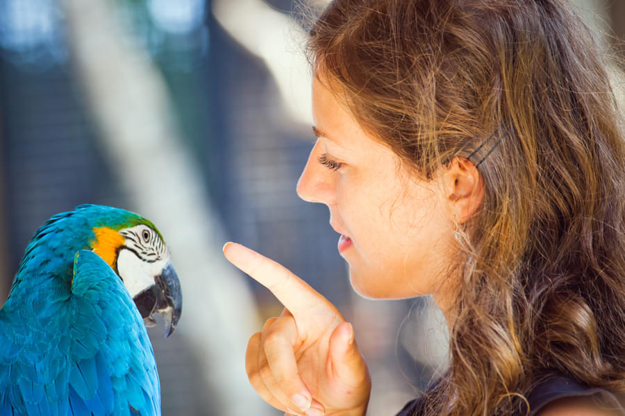 Interact with birds who are completely at ease with human contact