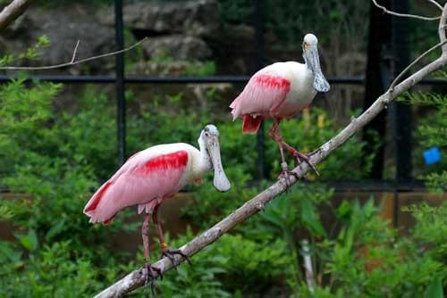 Birds  in St Louis Zoo