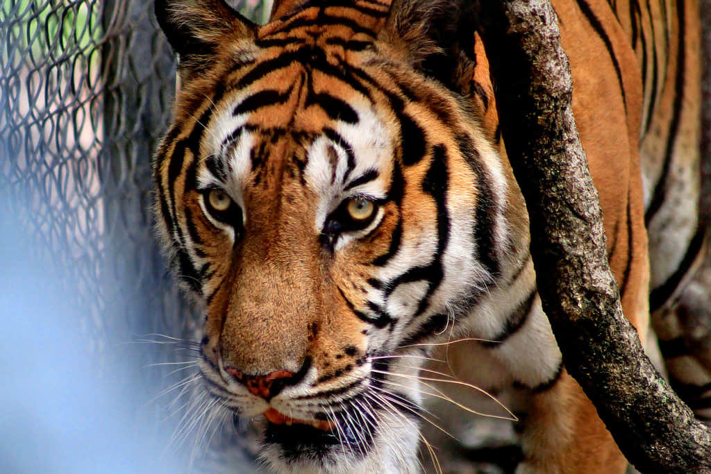 Phnom Tamao Wildlife Rescue Center, <em>Phnom Penh</em>