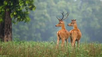 Kanha To Pench Tour From Nagpur