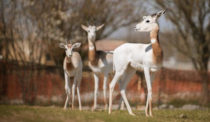 dama gazelle smithsonian in Columbus Zoo