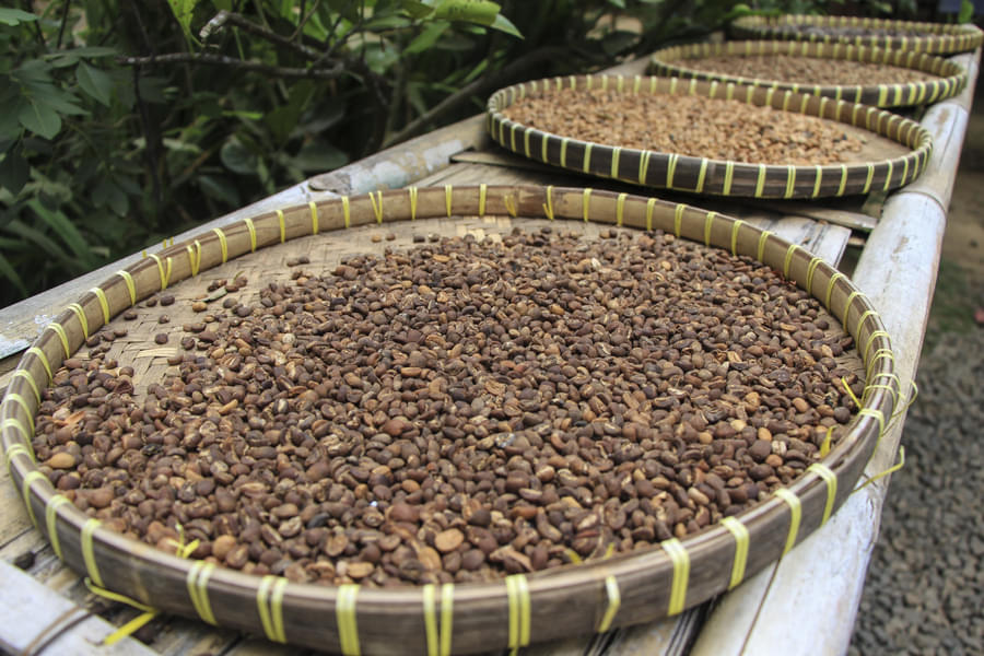 Watch the coffee making process at coffee plantations