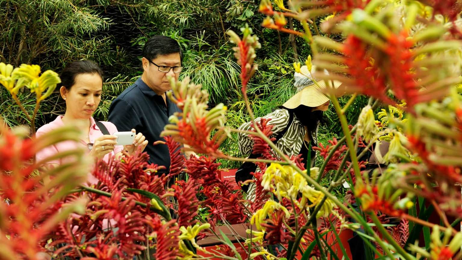 Get fascinated with the colors of Australian Garden