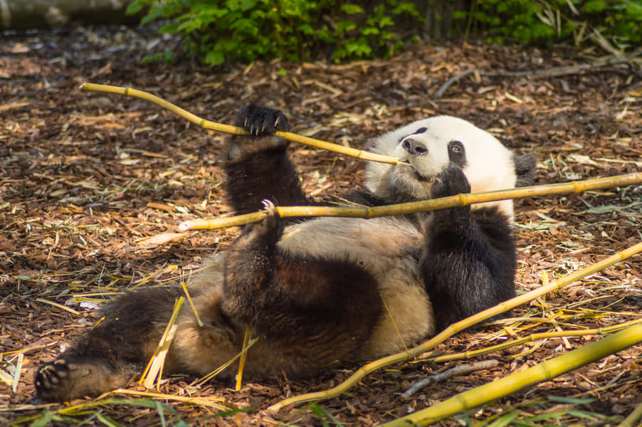 Pairi Daiza Tickets Image