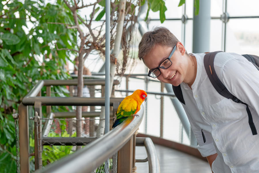 Click a picture while interacting with the Yellow Macaw