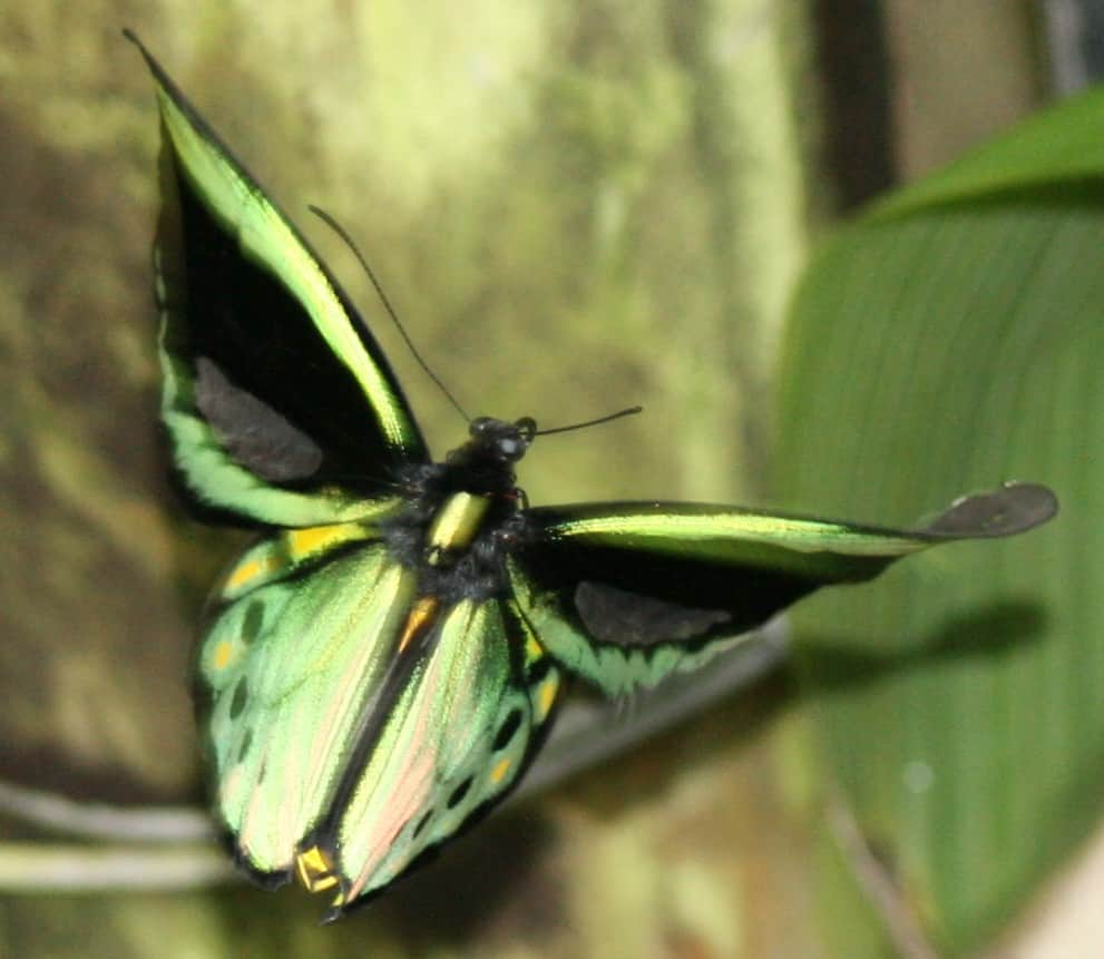 Australian Butterfly Sanctuary, <em>Cairns</em>