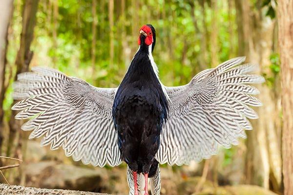 aviary  in Khao Kheow Open Zoo