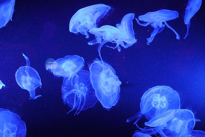 Jellyfish Seas