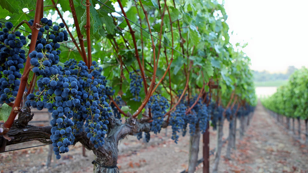 Wine Tour in Bangalore Image