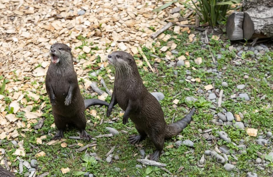 Willowbank Wildlife Reserve Tickets, Christchurch Image