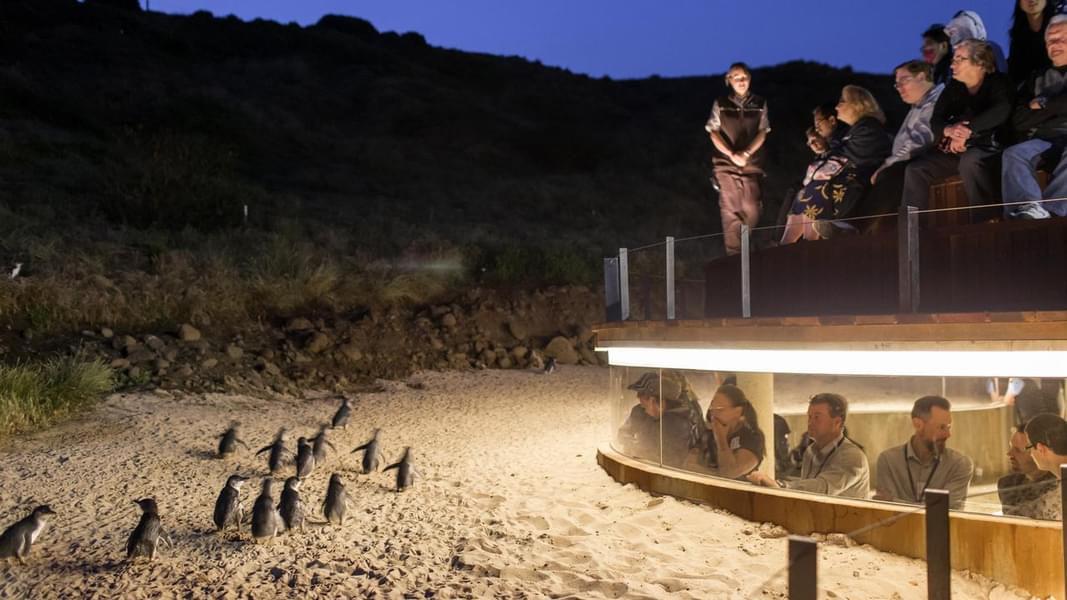 Phillip Island Penguin Parade & Maru Park Animal Sanctuary Image