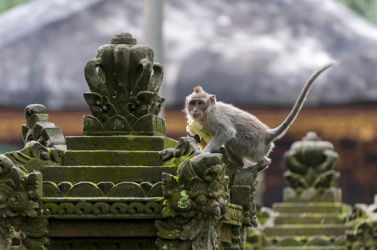 Monkey Forest: