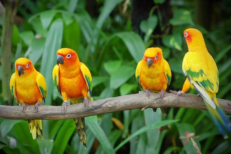 Essel World Bird Park Tickets Image
