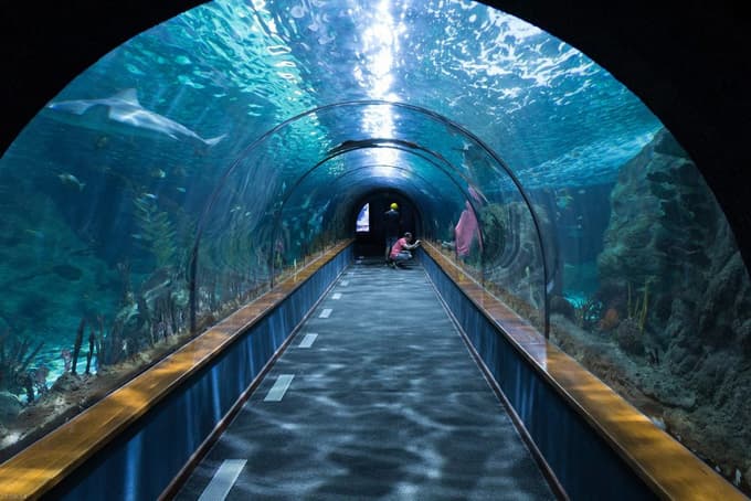 Stroll through 70 rooms and see various aquatic creatures