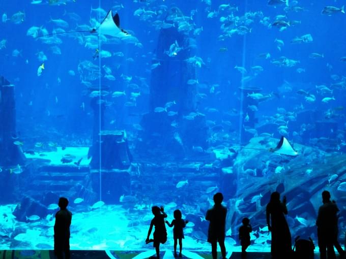 Dubai Aquarium Ferrari World Tickets