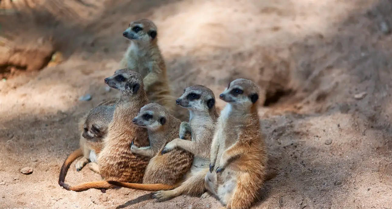 Meet the Meerkats in Barcelona Zoo