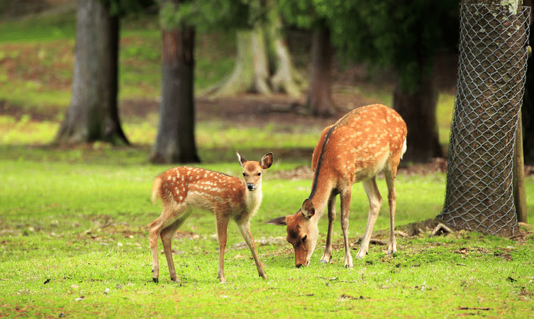 Deer Park Overview