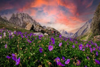 Trek through the Valley of 600+ Blooms, the Valley of Flowers
