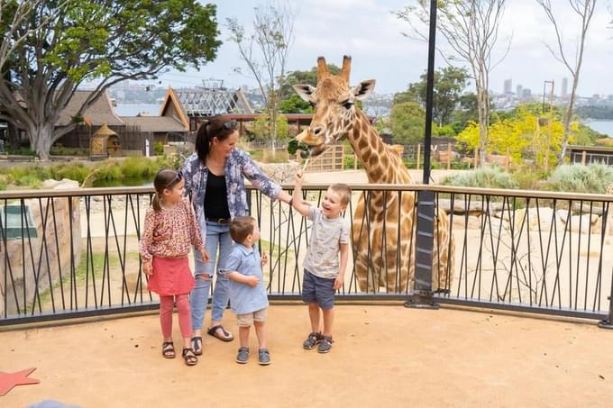 Giraffe in Australia Zoo