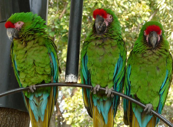 Military Macaw