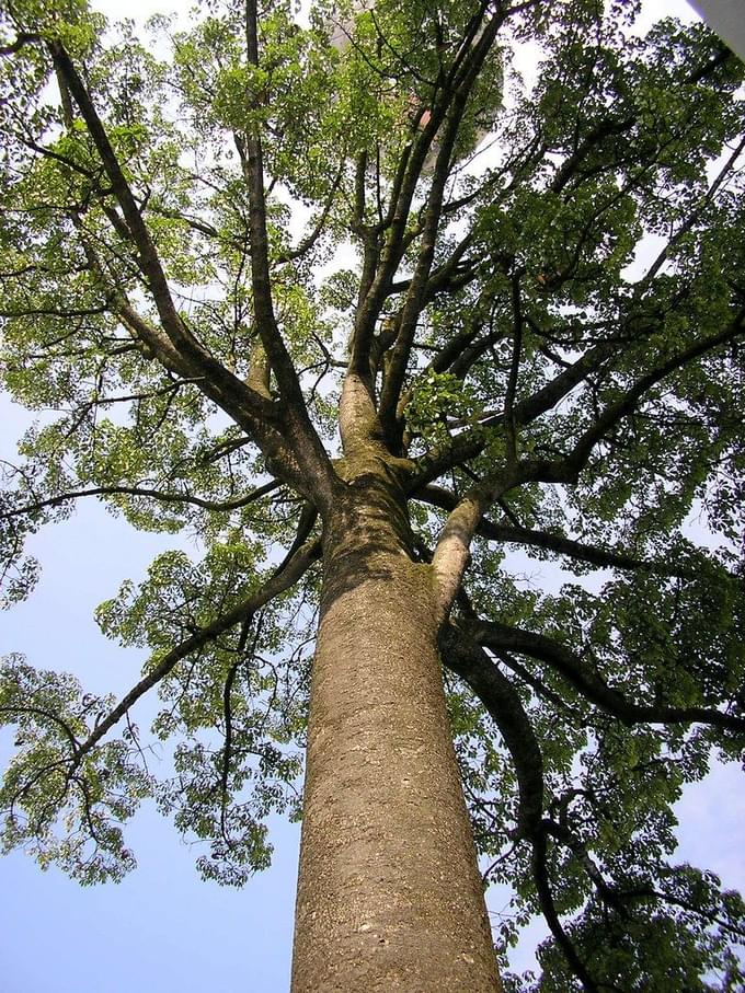 Jelutong tree