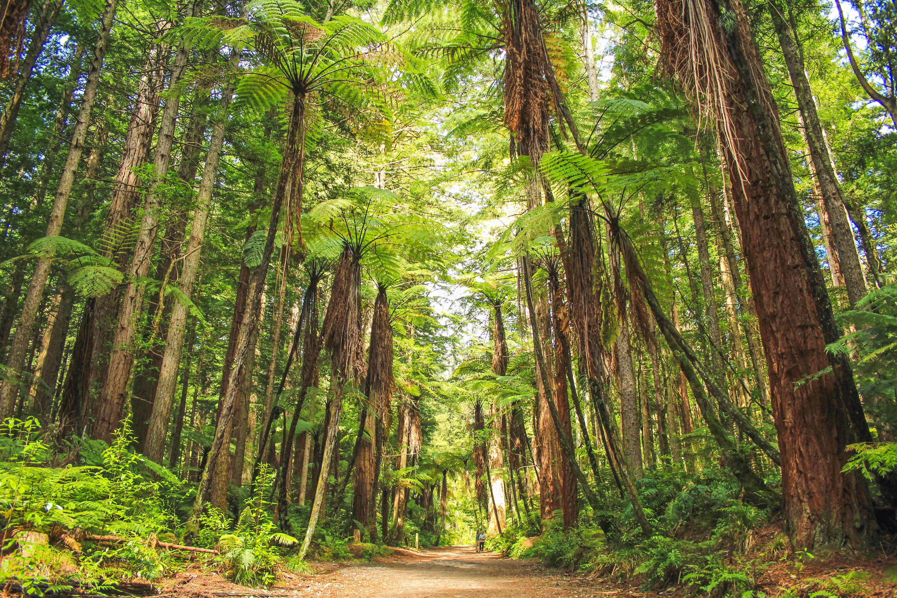 Redwoods Whakarewarewa Forest Overview