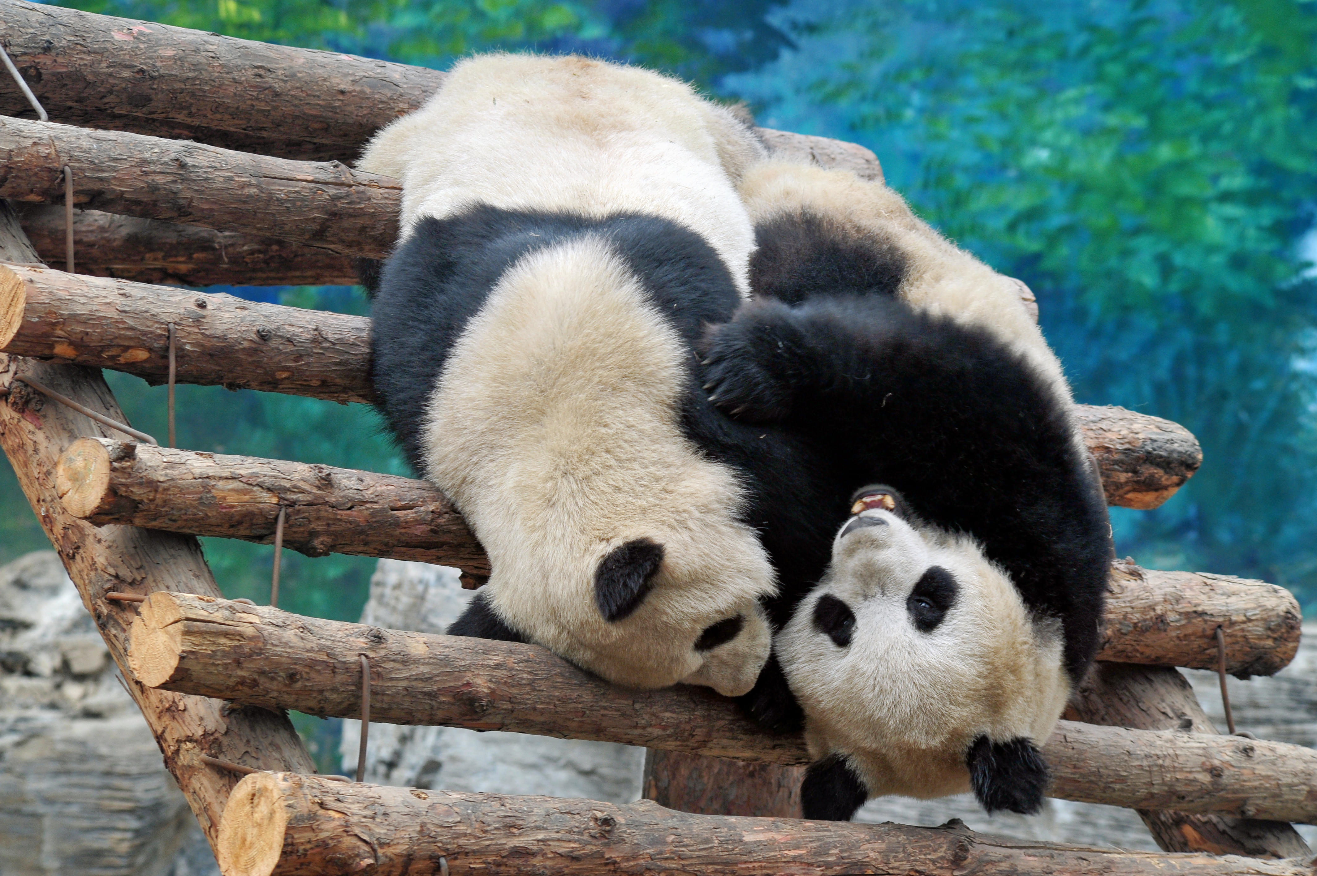 Shanghai Zoo